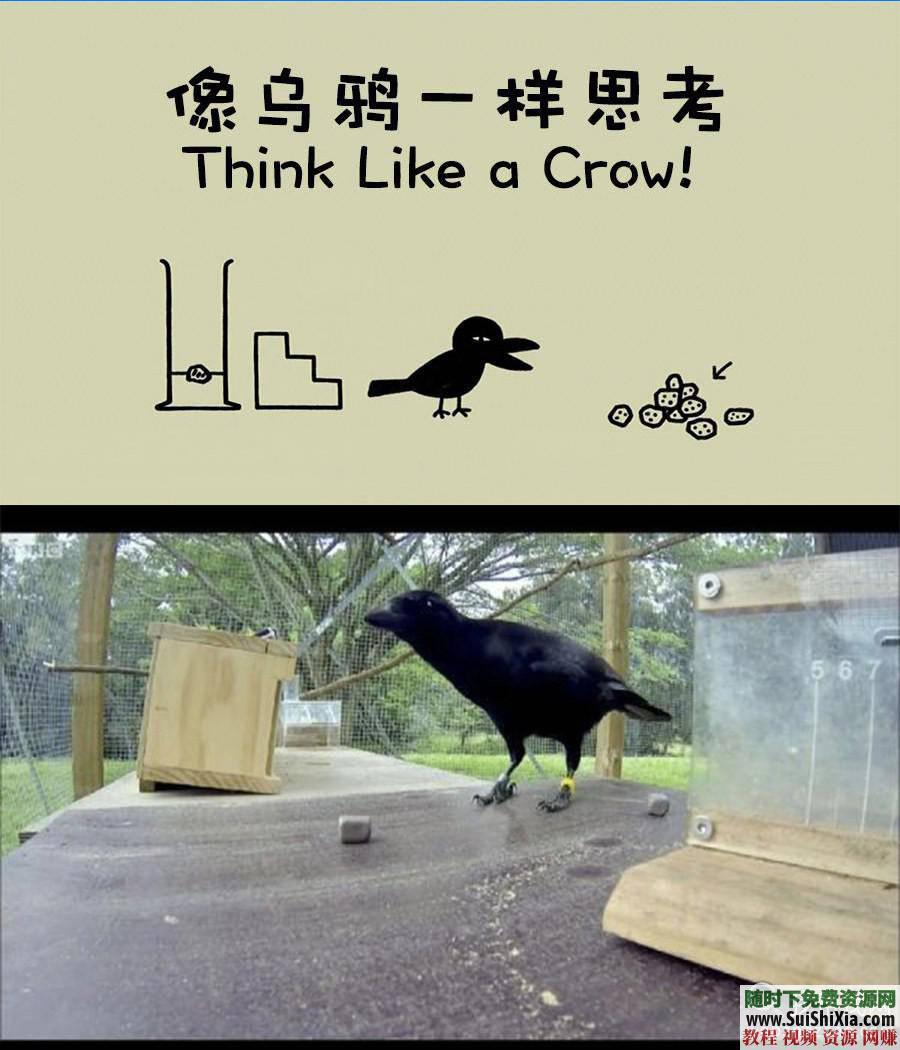 儿童少年启蒙早教智力开发 think like a crow 高清视频全20集 会思考的乌鸦  像乌鸦一样思考 高清视频全20集纪录片 第2张